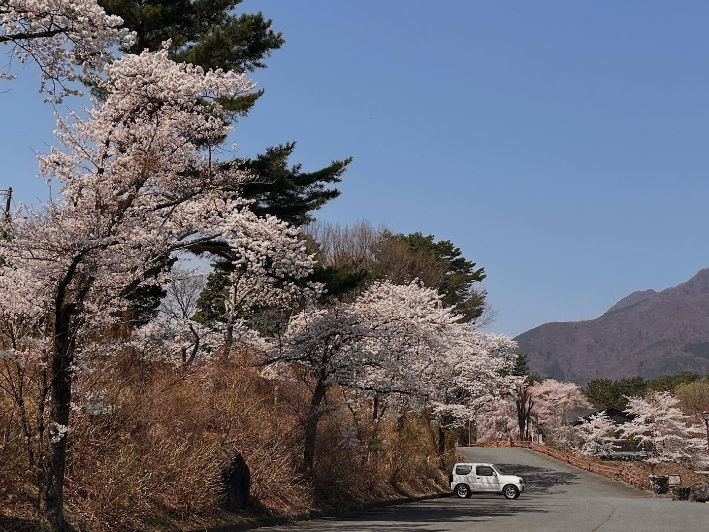 河口湖　桜🌸