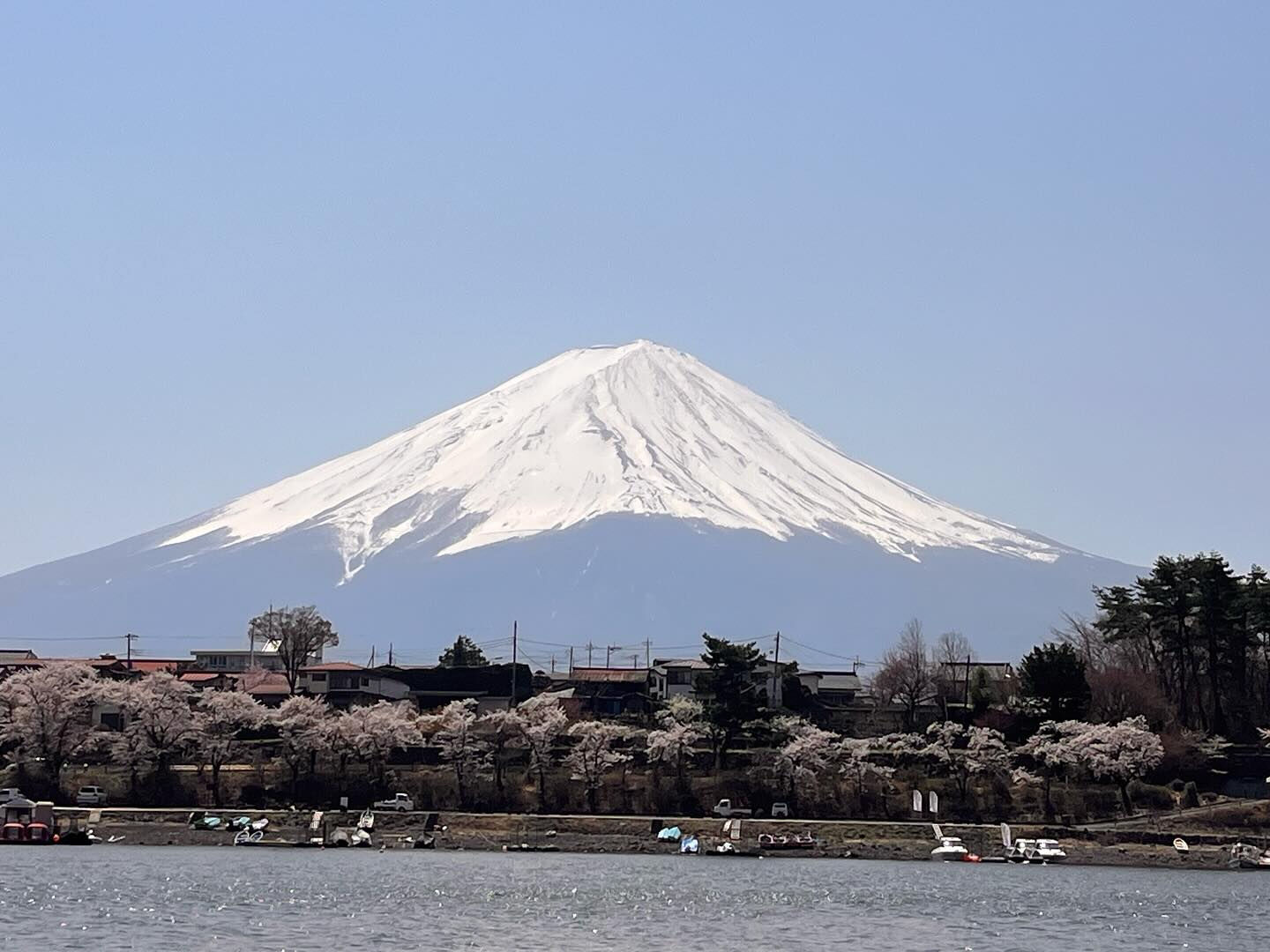 河口湖　桜🌸